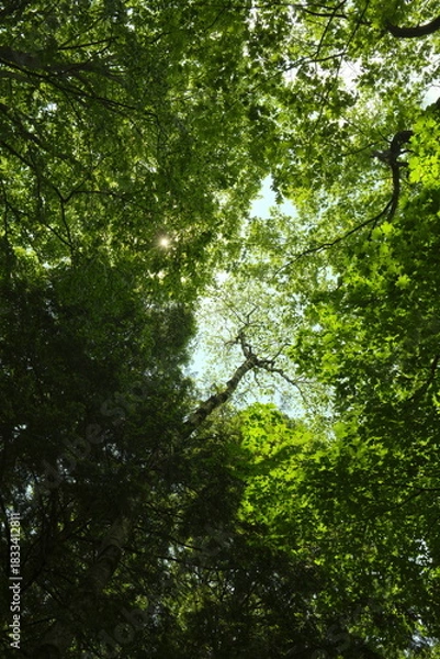 Obraz sun rays in the forest