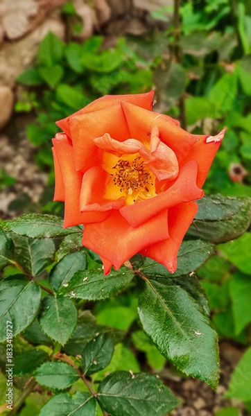 Fototapeta Natural mountain forest, red flower and landscape images for designers high quality discount