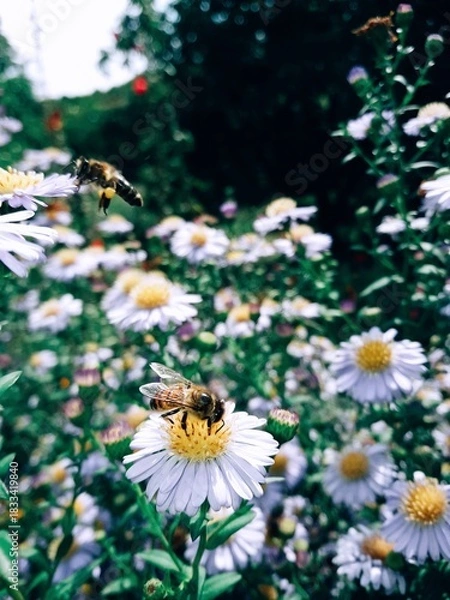 Fototapeta Caucasus Mountains distant mountain pictures beautiful landscape strawflower autumn spring cliffs bay vital road winter snowy villages landscape photographer designer high quality download