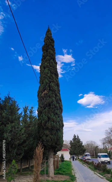 Fototapeta 
Green Caucasus Mountains natural mountain forest, pine trees, red flowers and high-quality discount landscape paintings for designers