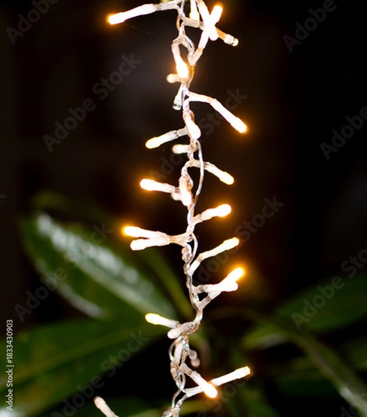 Obraz Vertical Christmas Lights Hanging on Trees at Night