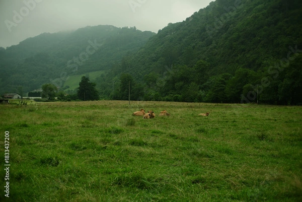 Fototapeta Brown cows resting on a green grassy field with low green mountains in the background. Overcast day with mist over the mountains. Rural landscape of Northern Spain. Film-like colors, atmospheric feel 