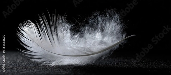 Obraz Soft white feather detail on dark surface