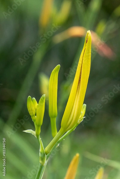 Fototapeta Close-up of Daylily (Hemerocallis) flower buds in lemon-yellow and green tones, in different stages of development, against a blurred green background.