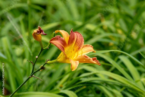 Fototapeta Yellow Daylily (Hemerocallis) with brown edges in close-up, with a withered bud, in sharp focus against a blurred green foliage background.