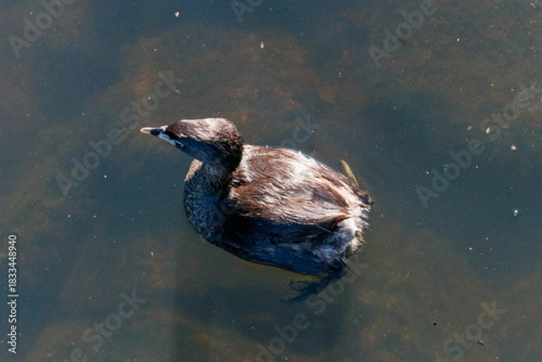 Fototapeta Aerial view of a solitary pied-billed grebe swimming in tranquil lake, with detailed brown plumage, reflection in crystal clear water and submerged aquatic vegetation visible in the background under.
