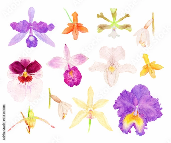 Obraz Wektor zestaw akwarela orchidei