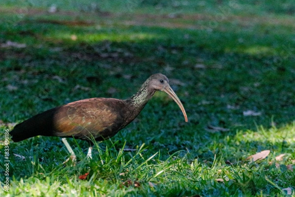 Fototapeta Lateral close-up of a Coro-coro Ibis (Mesembrinibis cayennensis) with dark plumage and long curved beak, searching for food in green grass under soft lighting, with blurred forest background