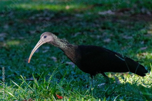 Fototapeta Lateral close-up of a Coro-coro Ibis (Mesembrinibis cayennensis) with dark plumage and long curved beak, searching for food in green grass under soft lighting, with blurred forest background