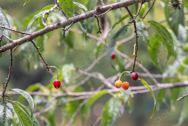Fototapeta Brazilian Cherry (Eugenia involucrata) fruits in different stages (red, orange) hanging from branches. Selective focus on the fruits. Blurred background.
