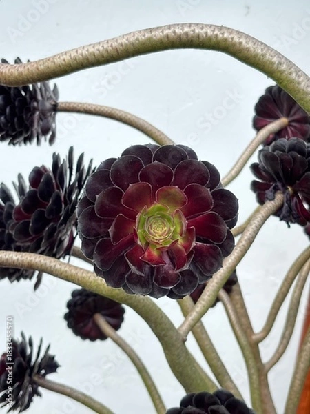 Obraz Suculenta divina morada 