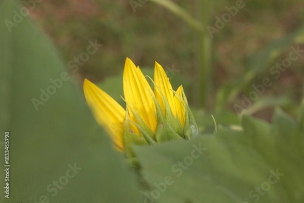 Obraz sunflower spring