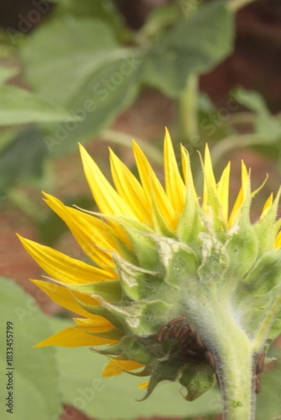 Obraz sunflower spring