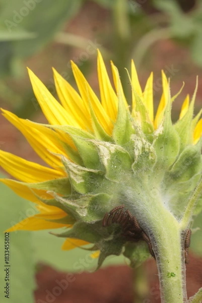 Obraz sunflower spring