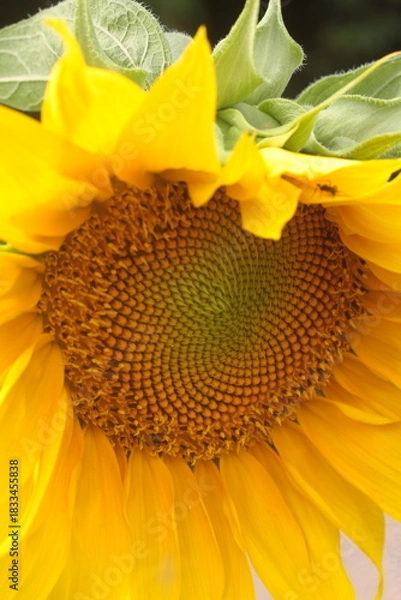 Obraz sunflower spring