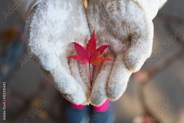 Fototapeta red maple leaves  on blur background