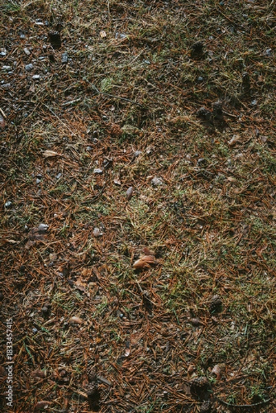 Obraz autumn leaves background