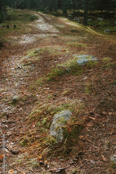 Obraz stream in the woods