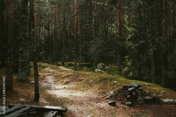 Obraz road in the woods