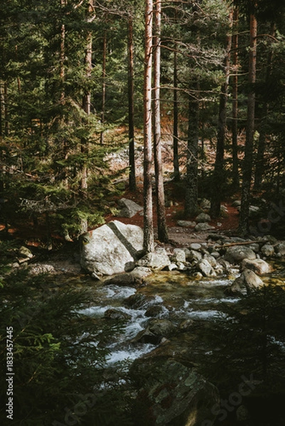 Obraz river in the forest