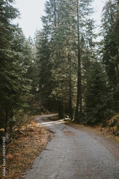 Obraz path in the woods