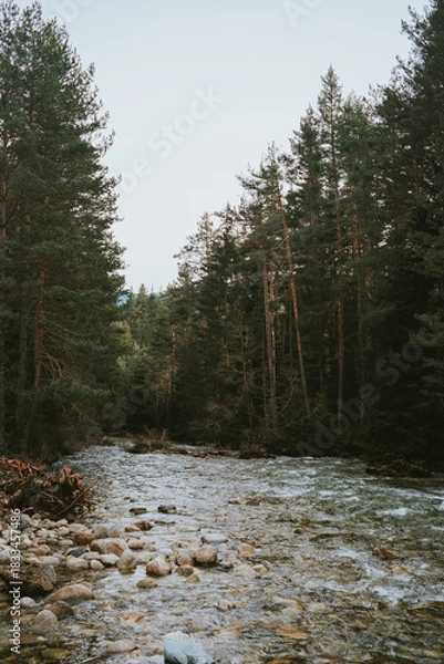 Obraz river in the forest