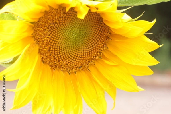 Obraz sunflower spring