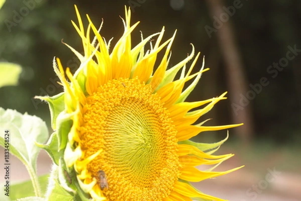 Obraz sunflower spring
