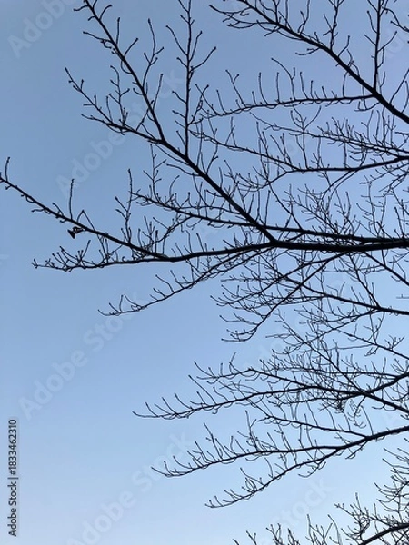 Obraz 冬の森の桜と空