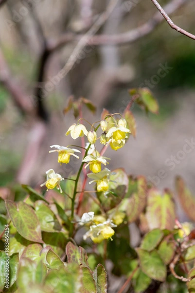 Fototapeta Close up of Epimedium x versicolor flowers in bloom