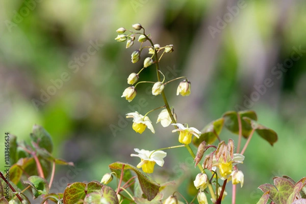 Fototapeta Close up of Epimedium x versicolor flowers in bloom