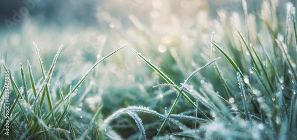 Obraz Close-up of frosty grass blades covered with ice crystals on a cold winter morning. Soft sunlight creates a bright, dreamy bokeh and a fresh natural atmosphere. 