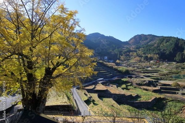 Obraz 長者の大イチョウと棚田　（高知県　仁淀川町）
