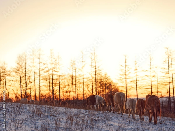 Obraz 朝焼けと道産子