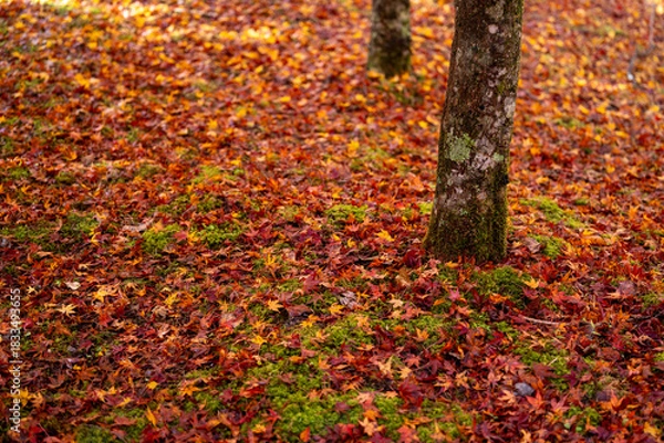 Fototapeta Autumn Carpet of Maple Leaves in Sumatakyo