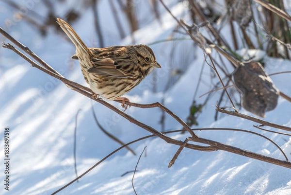 Fototapeta Song sparrow perched on a branch, snow on the ground beneath it.