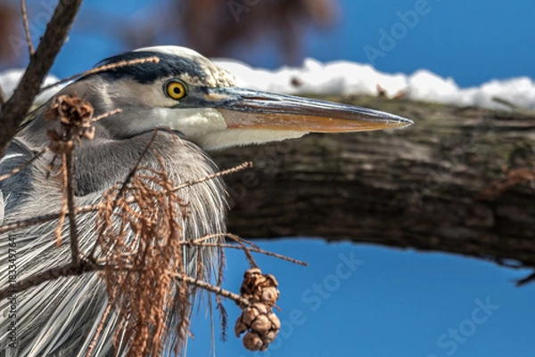 Fototapeta Portrait of a great blue heron perched in a cypress tree, snow on the branch in the background.