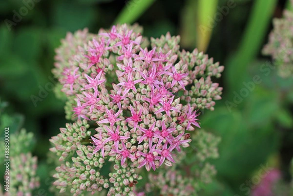 Obraz Pink ice plant flowers in close up