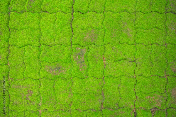 Obraz Green moss covers on concrete block pattern. top view
