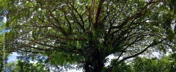 Obraz trees in the forest
