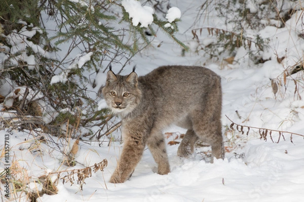 Fototapeta Canada Lynx