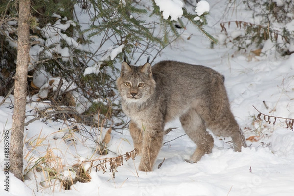 Fototapeta Canada Lynx