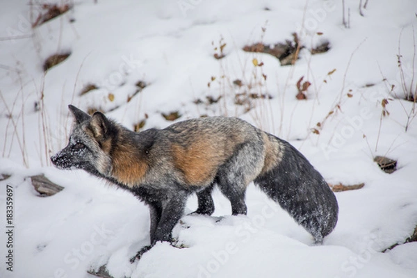 Fototapeta Cross Fox
