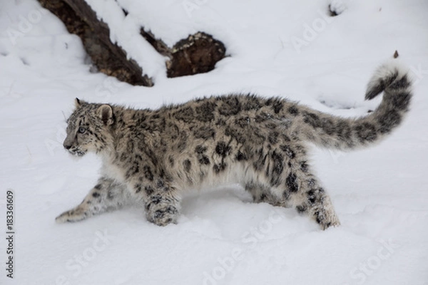 Fototapeta Snow Leopard Cub