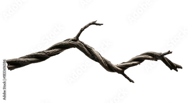 Fototapeta Twisted Dry Tree Branch on White Background.