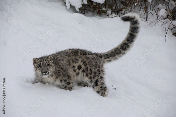 Fototapeta Snow Leopard Cub