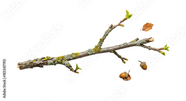 Fototapeta Young Tree Branch with Emerging Leaves and Buds.
