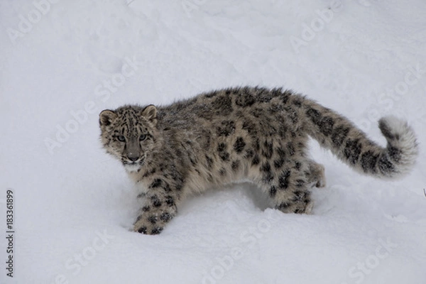 Fototapeta Snow Leopard Cub