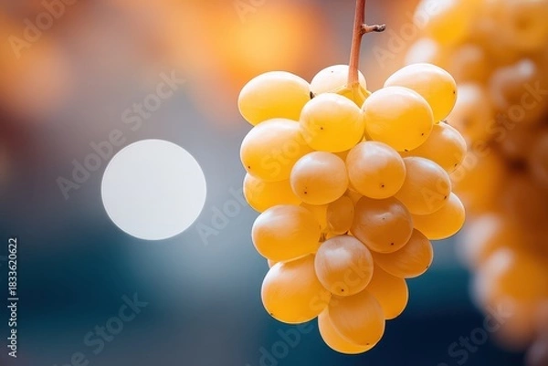 Fototapeta Fresh Yellow Grapes Hanging on the Vine with Warm Background Bokeh Effect