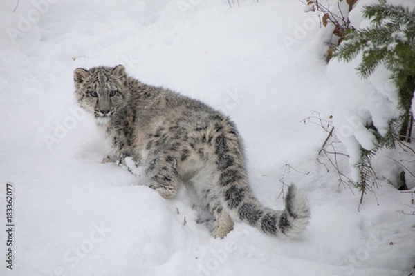 Fototapeta Snow Leopard Cub